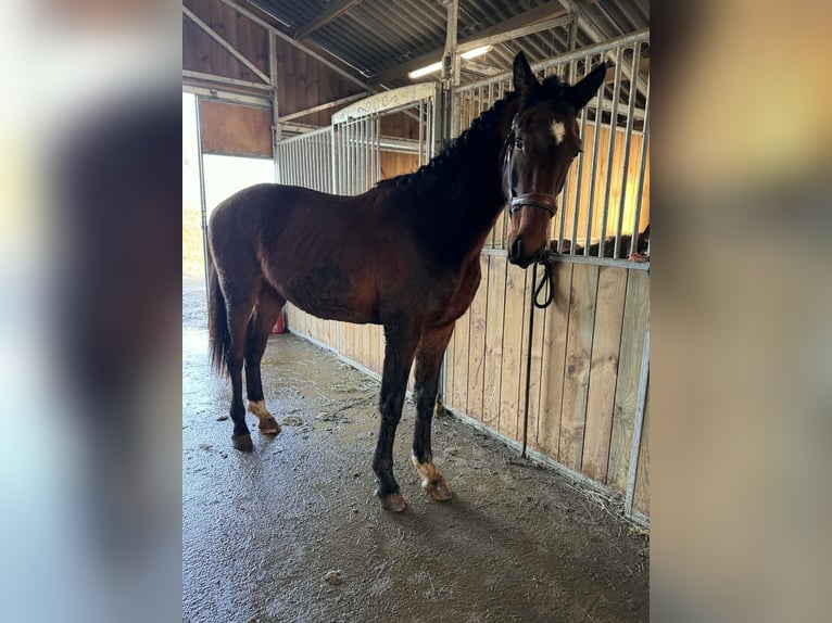 KWPN Hengst 2 Jaar 162 cm Zwartbruin in Durbuy