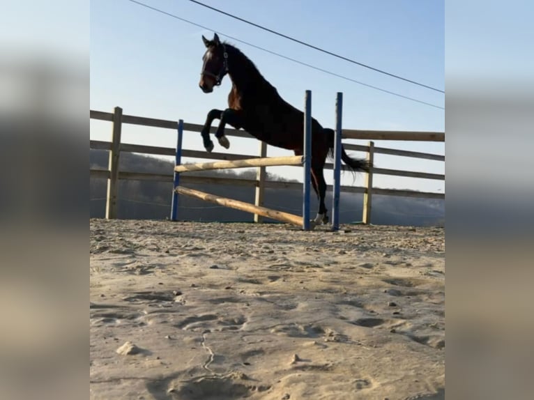 KWPN Hengst 2 Jaar 162 cm Zwartbruin in Durbuy