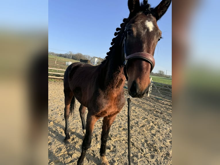 KWPN Hengst 2 Jaar 162 cm Zwartbruin in Durbuy