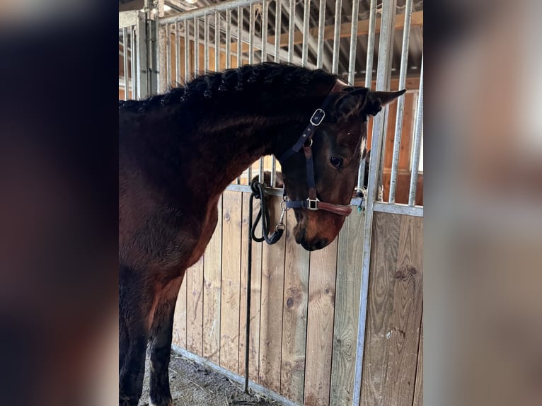 KWPN Hengst 2 Jaar 162 cm Zwartbruin in Durbuy