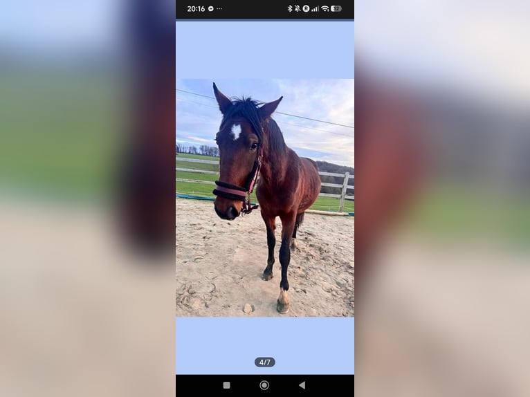 KWPN Hengst 2 Jaar 162 cm Zwartbruin in Durbuy