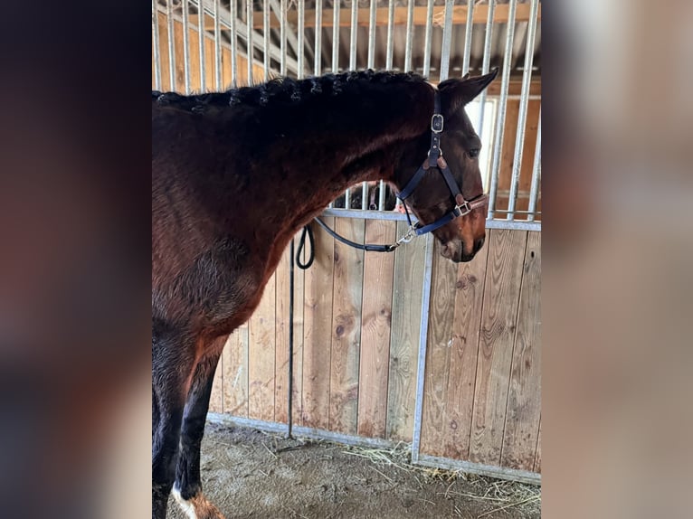 KWPN Hengst 2 Jaar 162 cm Zwartbruin in Durbuy