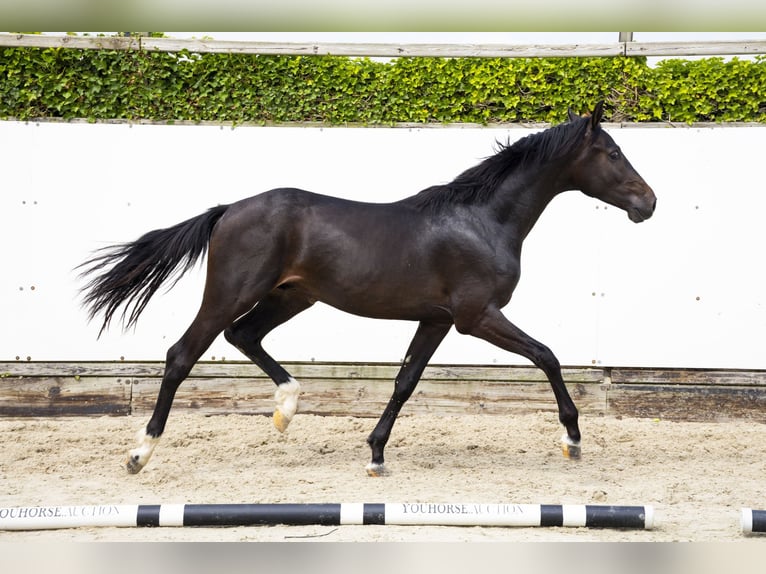 KWPN Hengst 2 Jaar 163 cm Bruin in Waddinxveen
