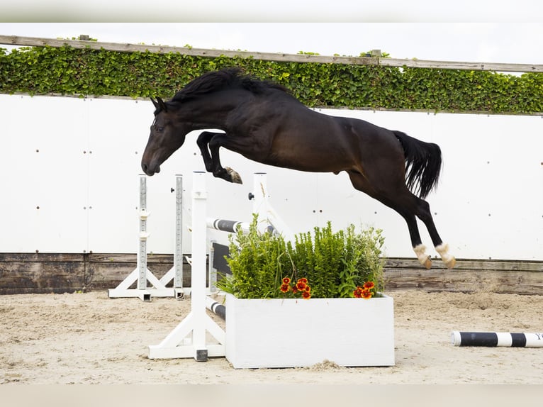 KWPN Hengst 2 Jaar 163 cm Bruin in Waddinxveen
