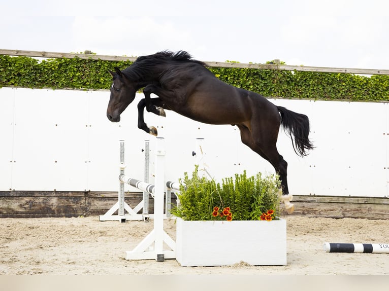 KWPN Hengst 2 Jaar 163 cm Bruin in Waddinxveen