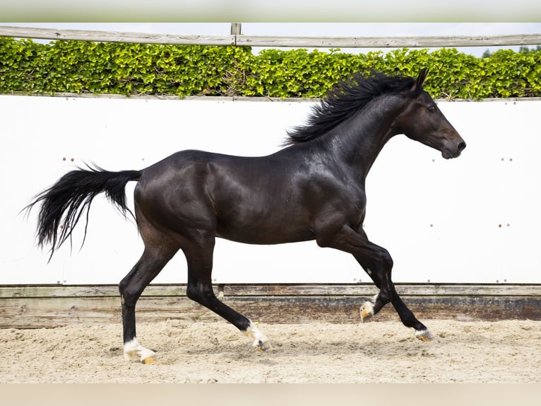 KWPN Hengst 2 Jaar 163 cm Bruin in Waddinxveen