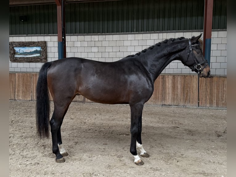 KWPN Hengst 2 Jaar 164 cm Donkerbruin in Oud Gastel