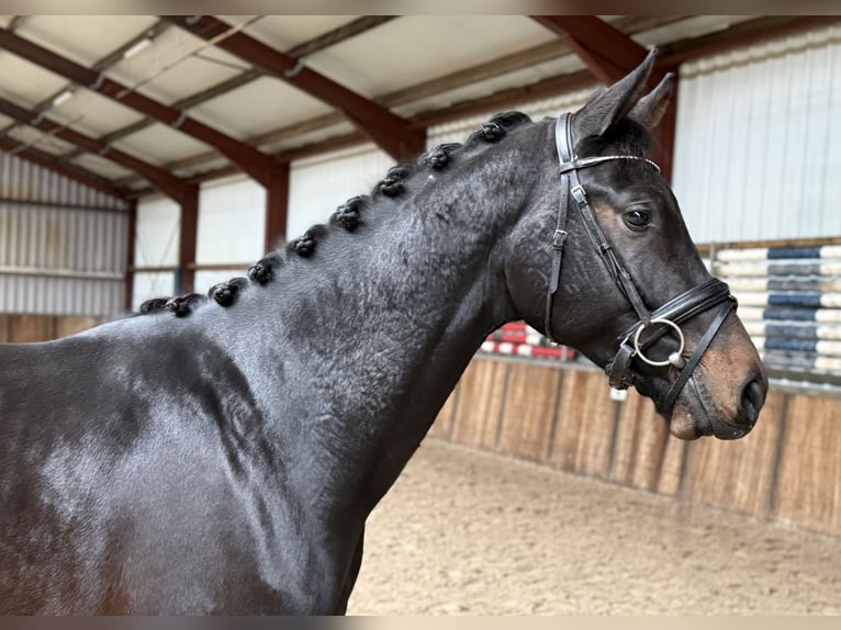KWPN Hengst 2 Jaar 164 cm Donkerbruin in Oud Gastel