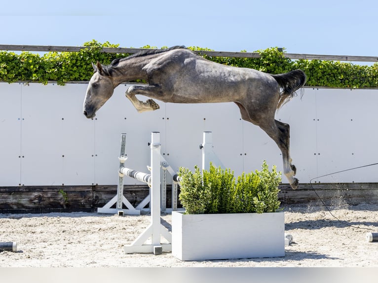 KWPN Hengst 2 Jaar 164 cm Schimmel in Waddinxveen