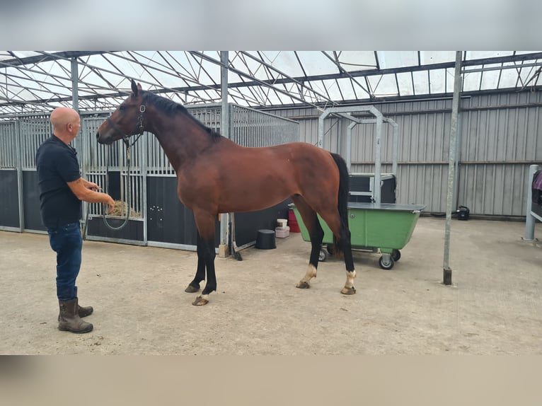 KWPN Hengst 2 Jaar 165 cm Bruin in Andijk