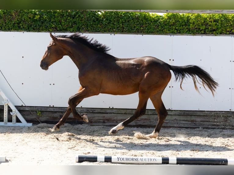 KWPN Hengst 2 Jaar 165 cm Bruin in Waddinxveen