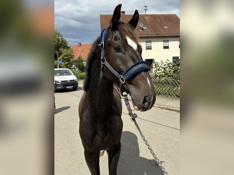 KWPN Hengst 2 Jaar 165 cm Donkerbruin in UlmUlm