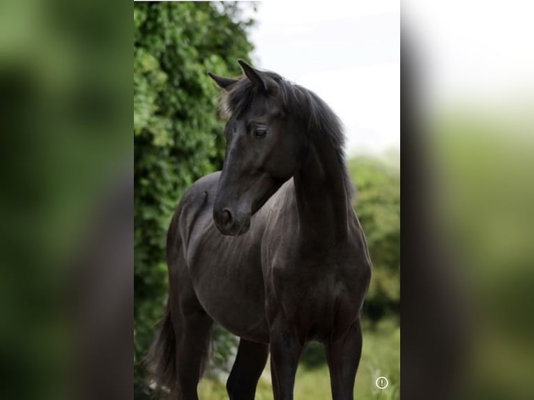KWPN Hengst 2 Jaar 165 cm Zwart in Oisy Le Verger