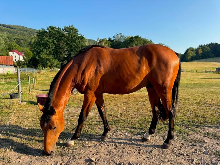 KWPN Hengst 2 Jaar 166 cm Bruin in Prachatice