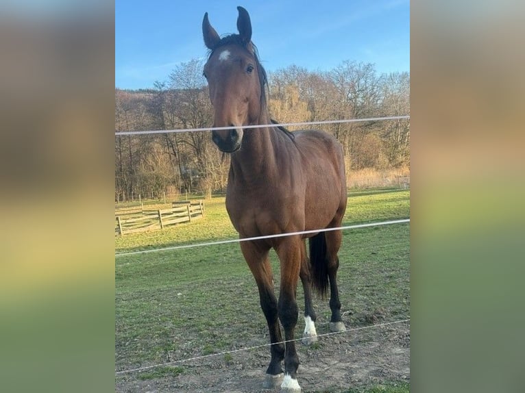 KWPN Hengst 2 Jaar 166 cm Bruin in Prachatice