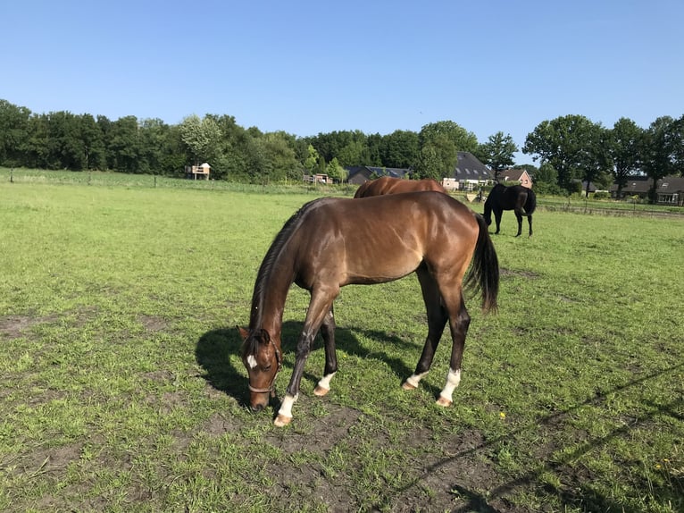 KWPN Hengst 2 Jaar 166 cm Donkerbruin in Noordscheschut