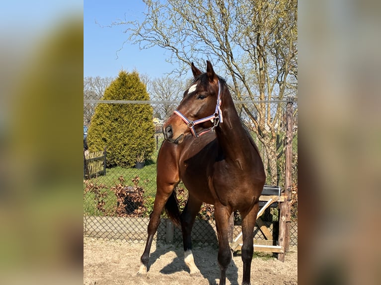 KWPN Hengst 2 Jaar 166 cm Donkerbruin in Noordscheschut