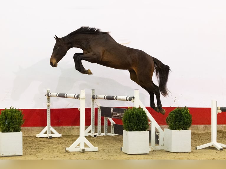 KWPN Hengst 2 Jaar 167 cm Bruin in Waddinxveen