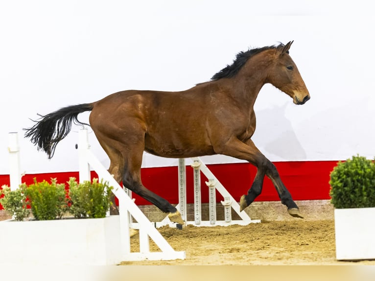 KWPN Hengst 2 Jaar 167 cm Bruin in Waddinxveen