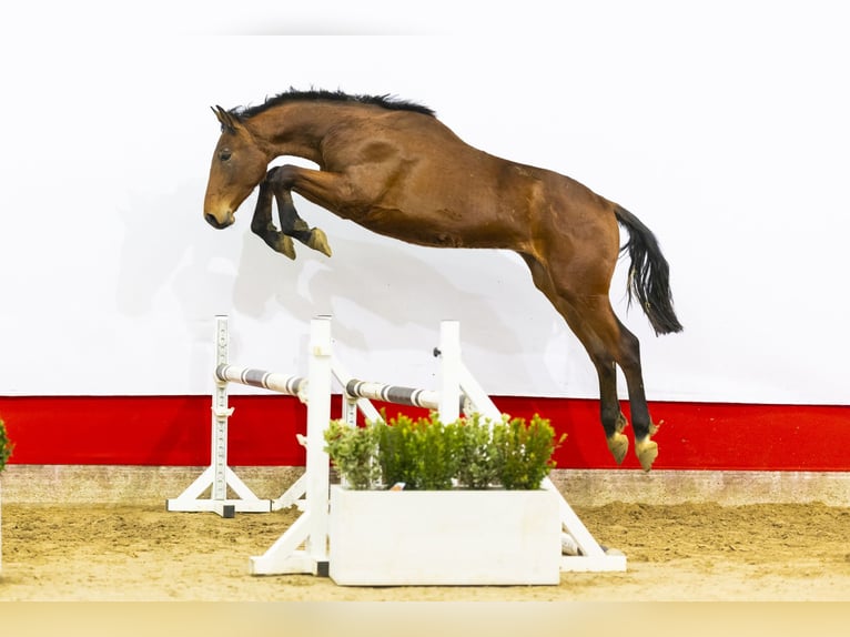 KWPN Hengst 2 Jaar 167 cm Bruin in Waddinxveen