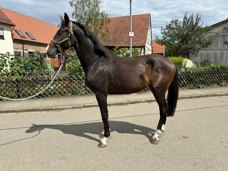 KWPN Hengst 2 Jaar 167 cm Donkerbruin in Ulm