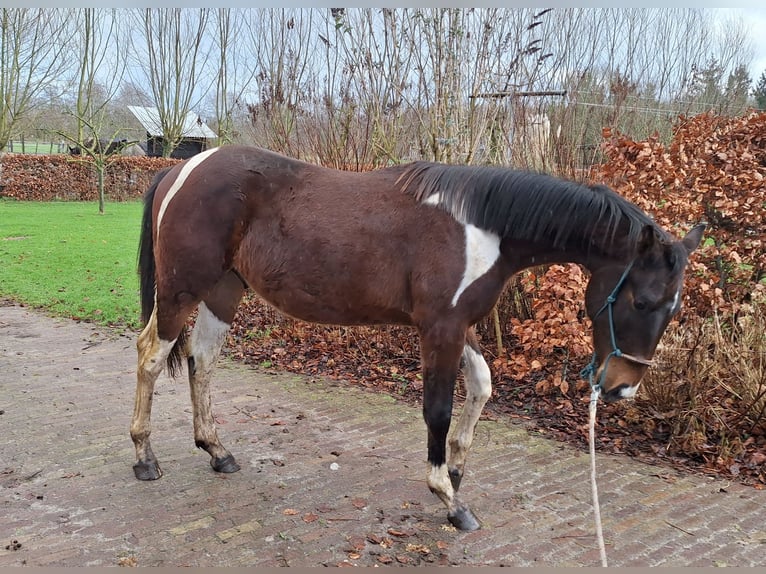 KWPN Hengst 2 Jaar 167 cm in Lippenhuizen