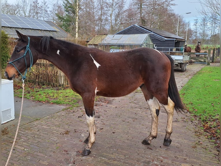 KWPN Hengst 2 Jaar 167 cm in Lippenhuizen