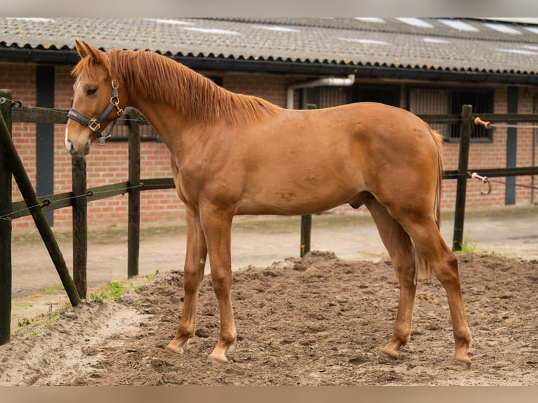KWPN Hengst 2 Jaar 167 cm Vos in Rucphen