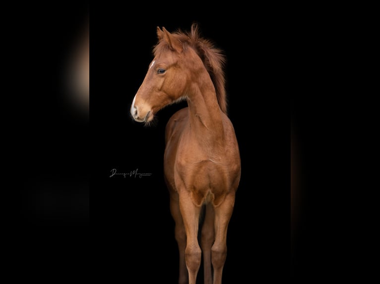 KWPN Hengst 2 Jaar 167 cm Vos in Rucphen