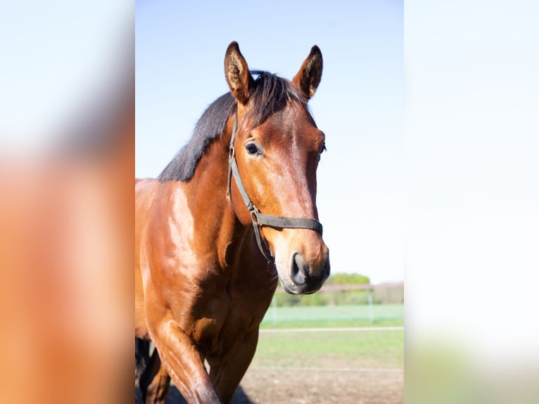 KWPN Hengst 2 Jaar 168 cm Bruin in Balen