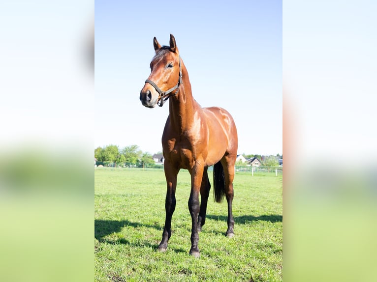 KWPN Hengst 2 Jaar 168 cm Bruin in Balen