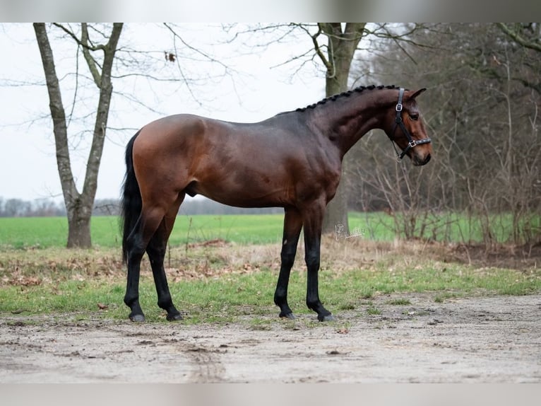 KWPN Hengst 2 Jaar 168 cm Bruin in Peer