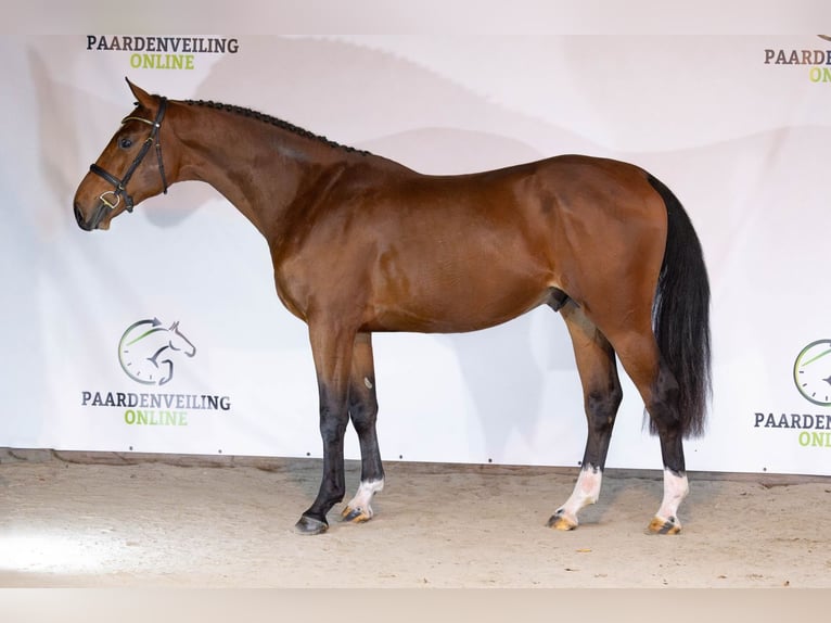 KWPN Hengst 2 Jaar 168 cm Bruin in Heerde