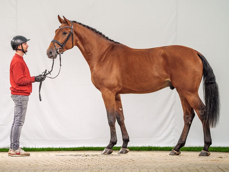 KWPN Hengst 2 Jaar 168 cm Bruin in Münster