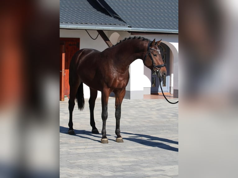 KWPN Hengst 2 Jaar 168 cm Bruin in Schmilau