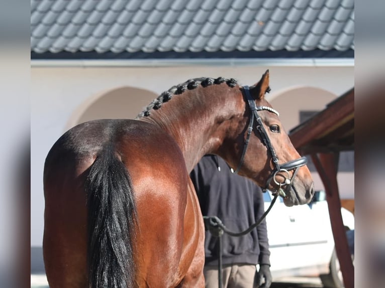 KWPN Hengst 2 Jaar 168 cm Bruin in Schmilau