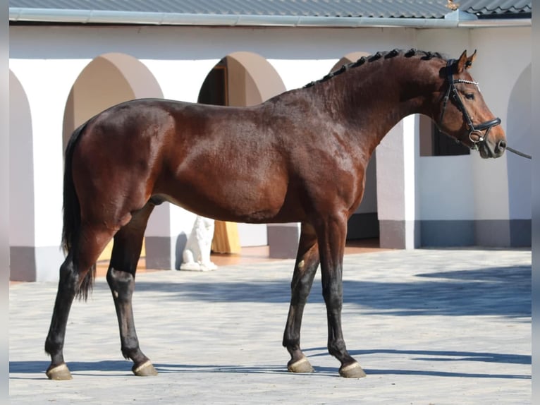 KWPN Hengst 2 Jaar 168 cm Bruin in Schmilau