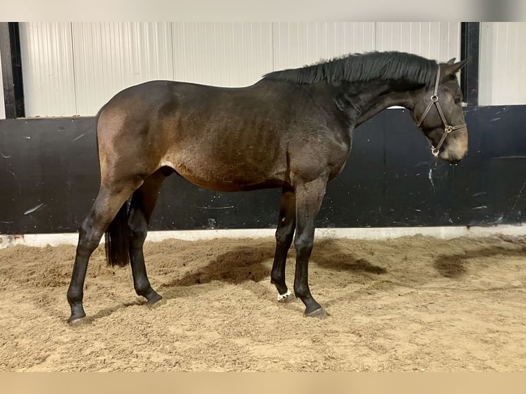 KWPN Hengst 2 Jaar 168 cm Donkerbruin in Bladel