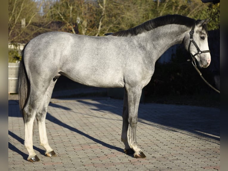 KWPN Hengst 2 Jaar 168 cm Falbe in Murska Soboda