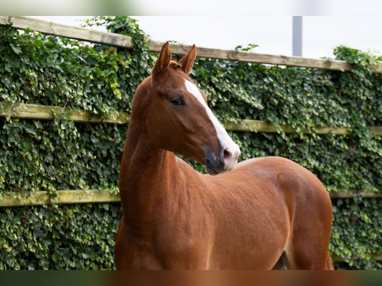 KWPN Hengst 2 Jaar 169 cm Vos in Waddinxveen