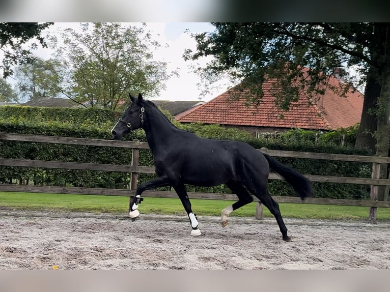 KWPN Hengst 2 Jaar 169 cm Zwart in GROTE-BROGEL