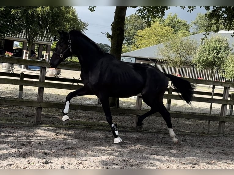 KWPN Hengst 2 Jaar 169 cm Zwart in GROTE-BROGEL