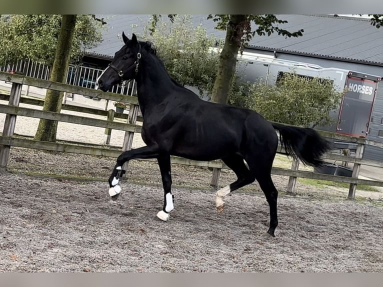 KWPN Hengst 2 Jaar 169 cm Zwart in GROTE-BROGEL