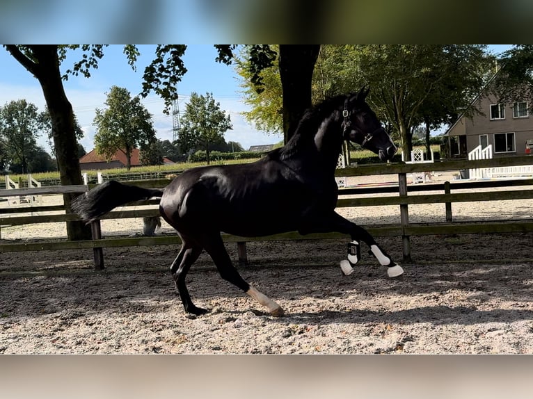 KWPN Hengst 2 Jaar 169 cm Zwart in GROTE-BROGEL