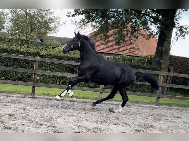 KWPN Hengst 2 Jaar 169 cm Zwart in GROTE-BROGEL