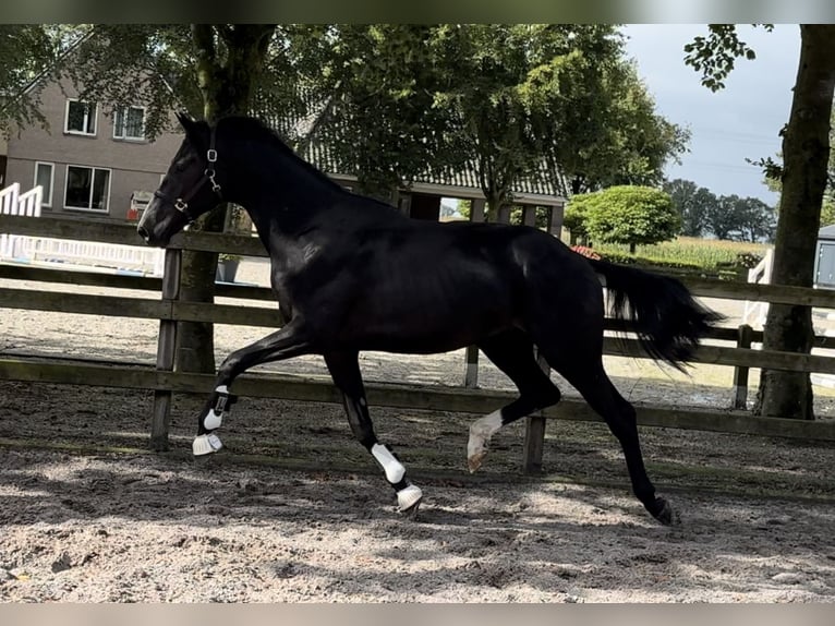 KWPN Hengst 2 Jaar 169 cm Zwart in GROTE-BROGEL