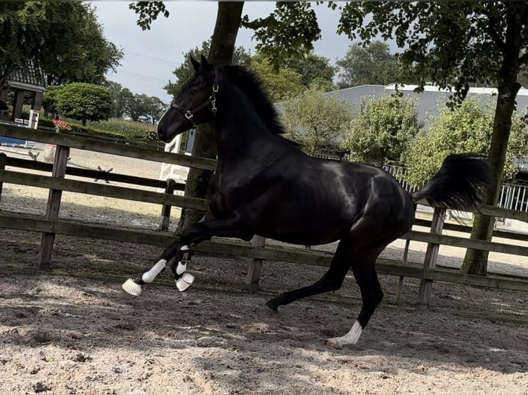 KWPN Hengst 2 Jaar 169 cm Zwart in GROTE-BROGEL