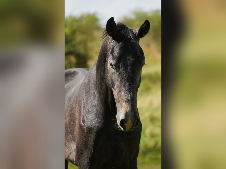 KWPN Hengst 2 Jaar 169 cm Zwartschimmel in Nettersheim