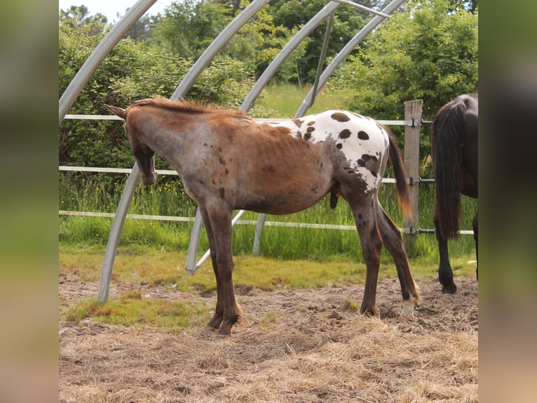 KWPN Hengst 2 Jaar 170 cm Appaloosa in Fraisse