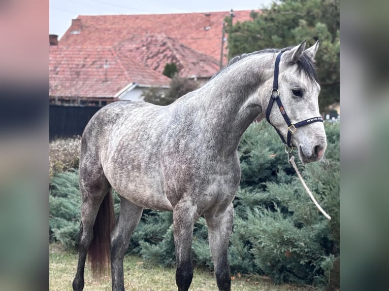KWPN Hengst 2 Jaar 170 cm Appelschimmel in B&#xE9;k&#xE9;s